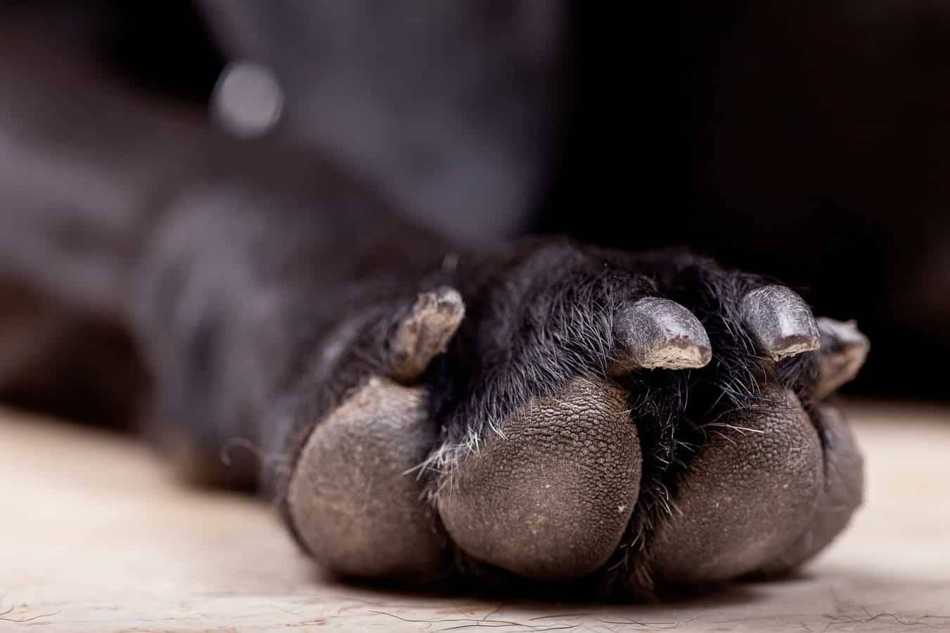 18811655-puis-je-mettre-de-la-creme-nivea-sur-les-coussinets-de-mon-chien.jpg
