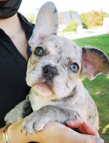 Bouledogue franais exotic