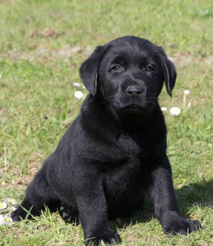 Labrador noir, chocolat et sable 