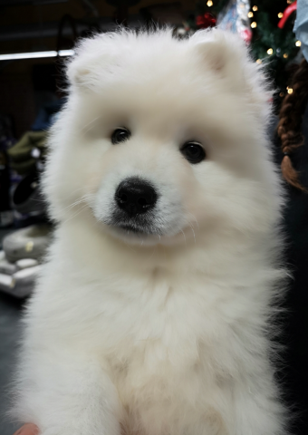 Samoyede