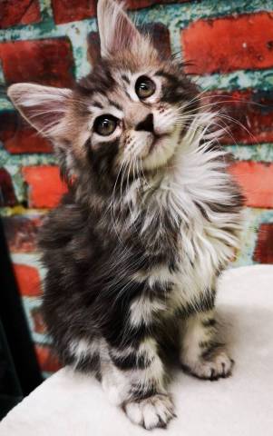 Maine coon