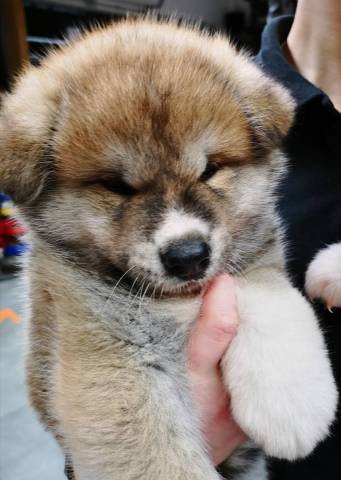 Akita inu