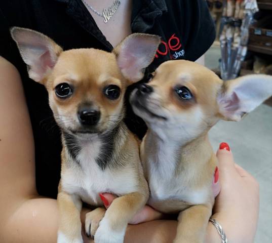 Chihuahua poils courts ou longs