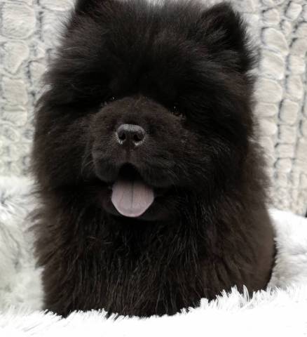 Chow-chow