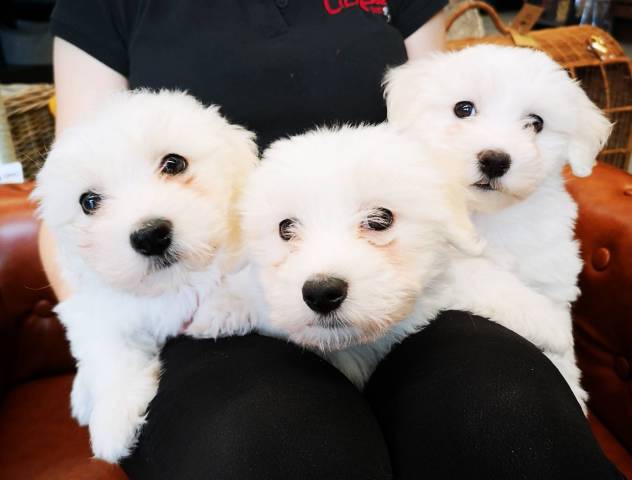 Coton de Tulear 