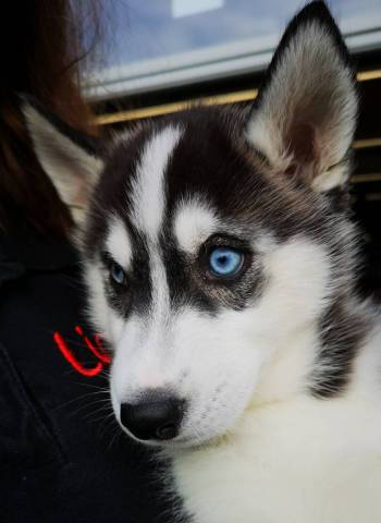 Husky de Sibrie