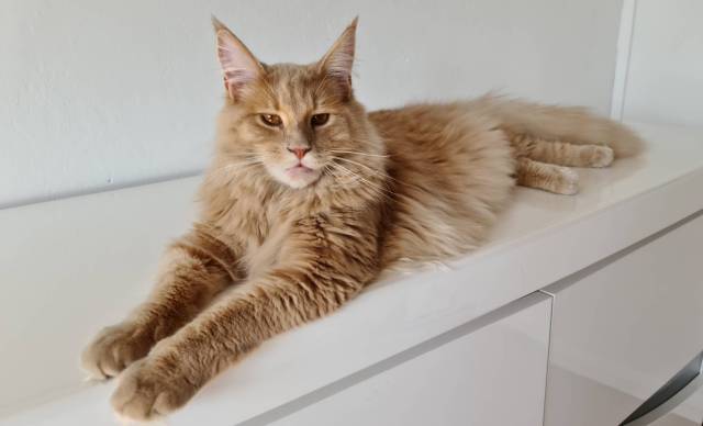 Havane chat Maine coon, merci  Anissa